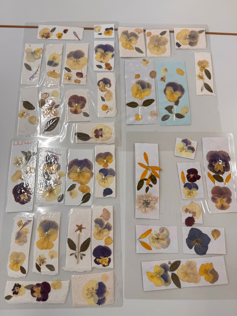 ラミネートした押し花